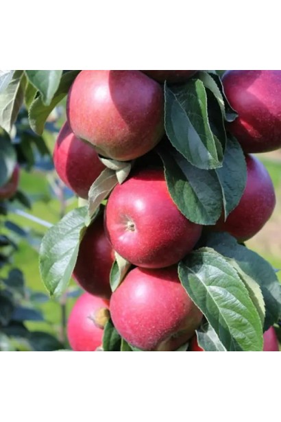 Malus columnar ‘Skorpion’